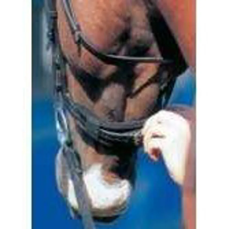 Prolite Curb Chain Cushion